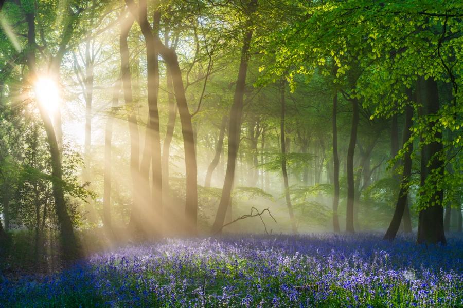 Low sun breaks through a misty beech canopy at first light in the Chilterns, Oxfordshire, casting crepuscular rays across a dense bluebell floor in full bloom. The residual ground mist diffuses the light into distinct shafts, separating the tree trunks in receding planes and lending the scene an unusual depth. The combination of ephemeral conditions and peak flowering places this firmly within a narrow seasonal and meteorological window.
