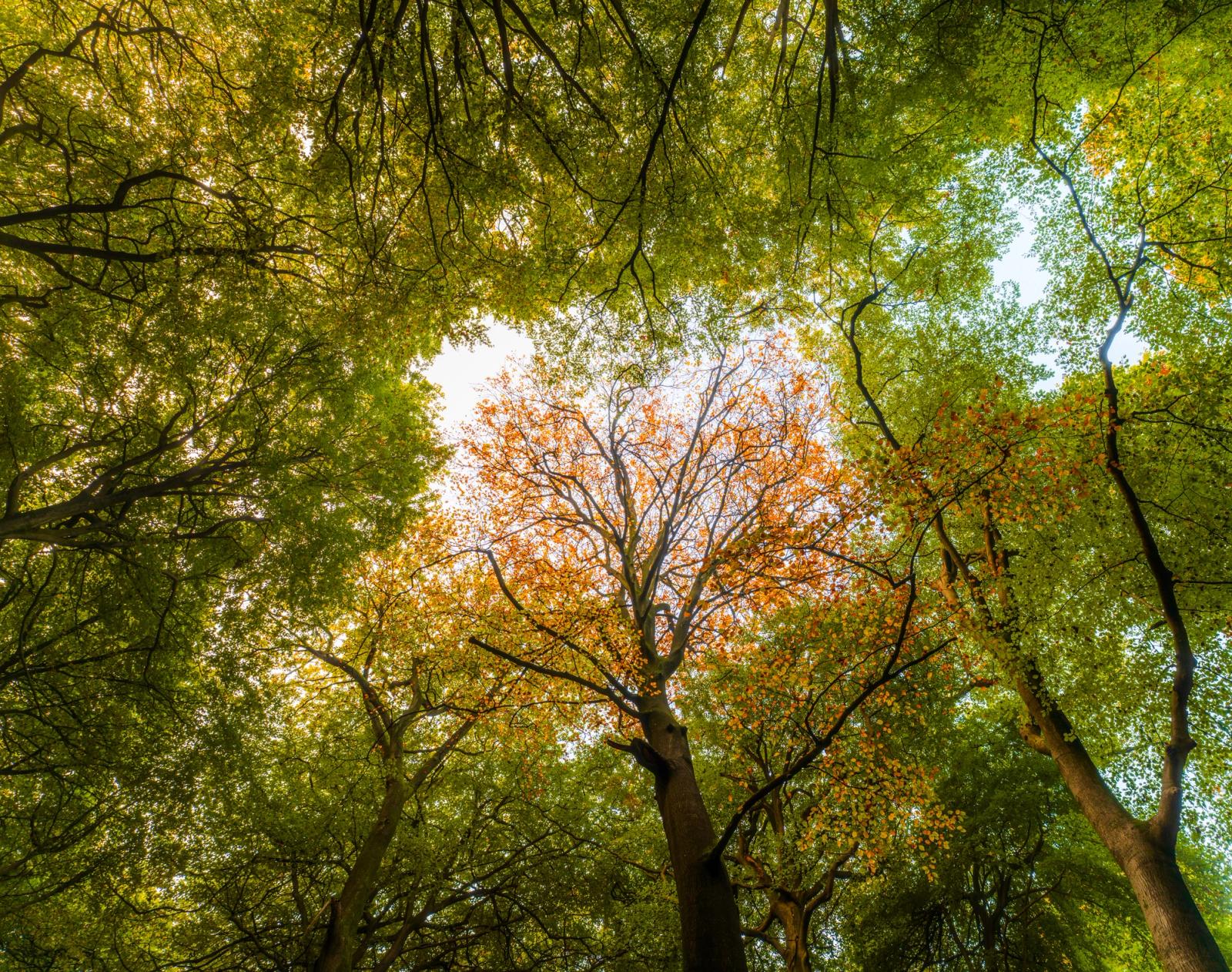A worm's-eye view into a deciduous woodland canopy in the Chilterns, Oxfordshire, taken at the cusp of seasonal change, one central tree already deep in autumn russet while surrounding beeches retain their summer green. The overcast sky diffuses light evenly through the gap, isolating the copper crown against pale white. The composition rewards the transitional moment rather than full autumn colour.
