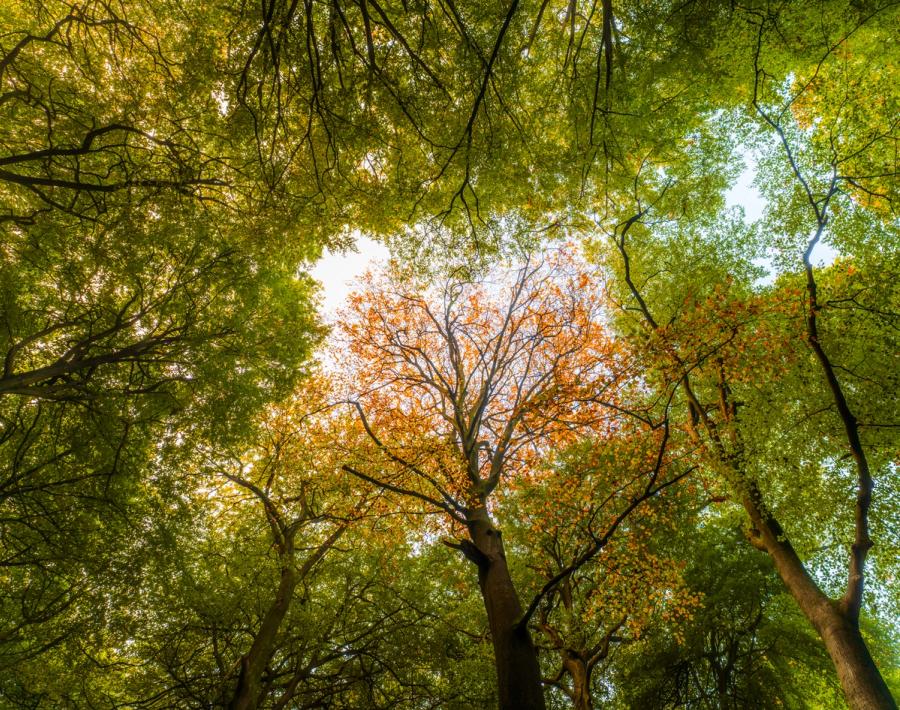 A worm's-eye view into a deciduous woodland canopy in the Chilterns, Oxfordshire, taken at the cusp of seasonal change, one central tree already deep in autumn russet while surrounding beeches retain their summer green. The overcast sky diffuses light evenly through the gap, isolating the copper crown against pale white. The composition rewards the transitional moment rather than full autumn colour.