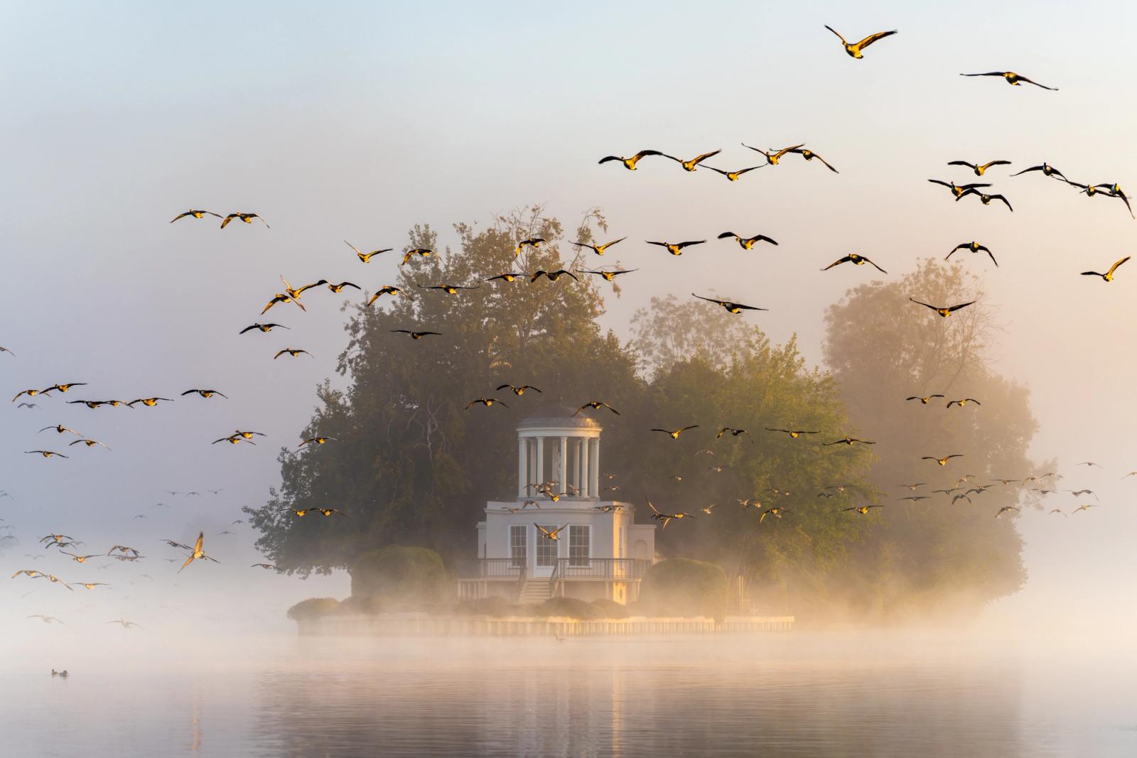 A skein of Canada geese wheels through early morning mist above the Thames at Henley, the neoclassical fishing lodge on Temple Island emerging from fog suffused with warm dawn light. The birds fill the frame at every depth, lending scale and movement to an otherwise still scene. Ground mist obscures the waterline, isolating the building between river and sky.