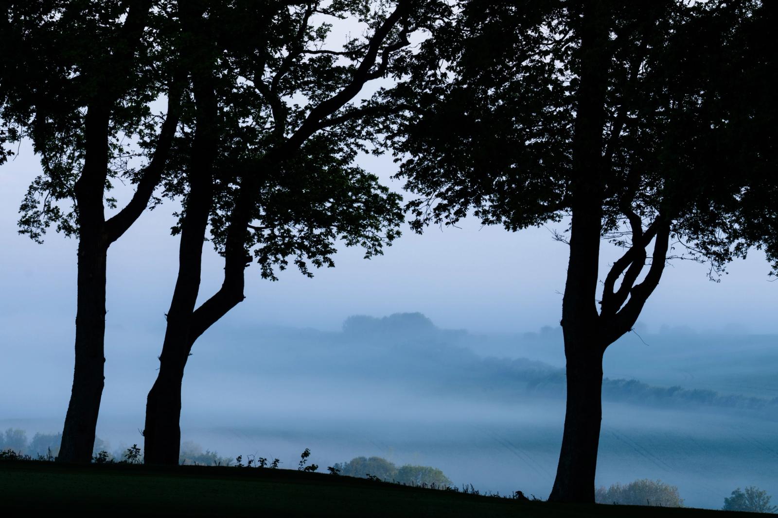 Three silhouetted trees frame a valley floor buried beneath a dense temperature inversion, the mist pooling in layered bands that isolate distant tree islands at first light. The cool blue register of pre-sunrise holds the scene in suspension, with a contorted trunk on the right providing quiet counterpoint to the upright forms. Captured in early May at 05:04, the foliage confirms the season without drawing the eye from the atmospheric depth beyond.