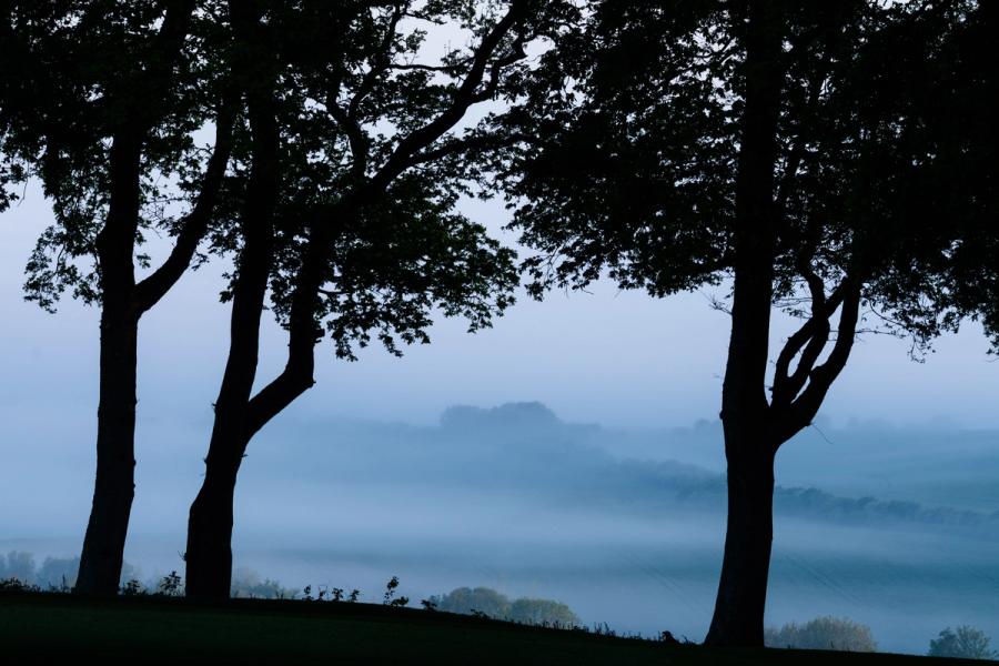 Three silhouetted trees frame a valley floor buried beneath a dense temperature inversion, the mist pooling in layered bands that isolate distant tree islands at first light. The cool blue register of pre-sunrise holds the scene in suspension, with a contorted trunk on the right providing quiet counterpoint to the upright forms. Captured in early May at 05:04, the foliage confirms the season without drawing the eye from the atmospheric depth beyond.