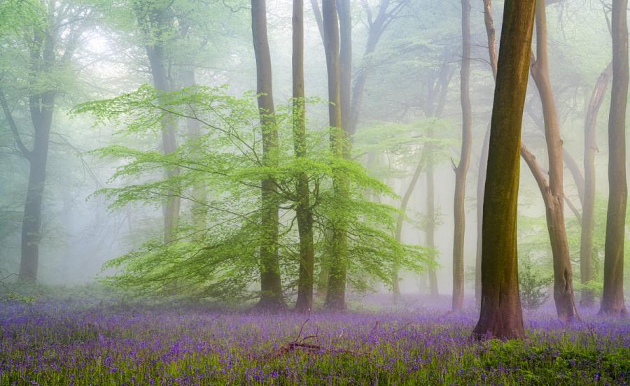 Fresh green growth on Beech trees above a beautiful carpet of bluebells, Chilterns, England