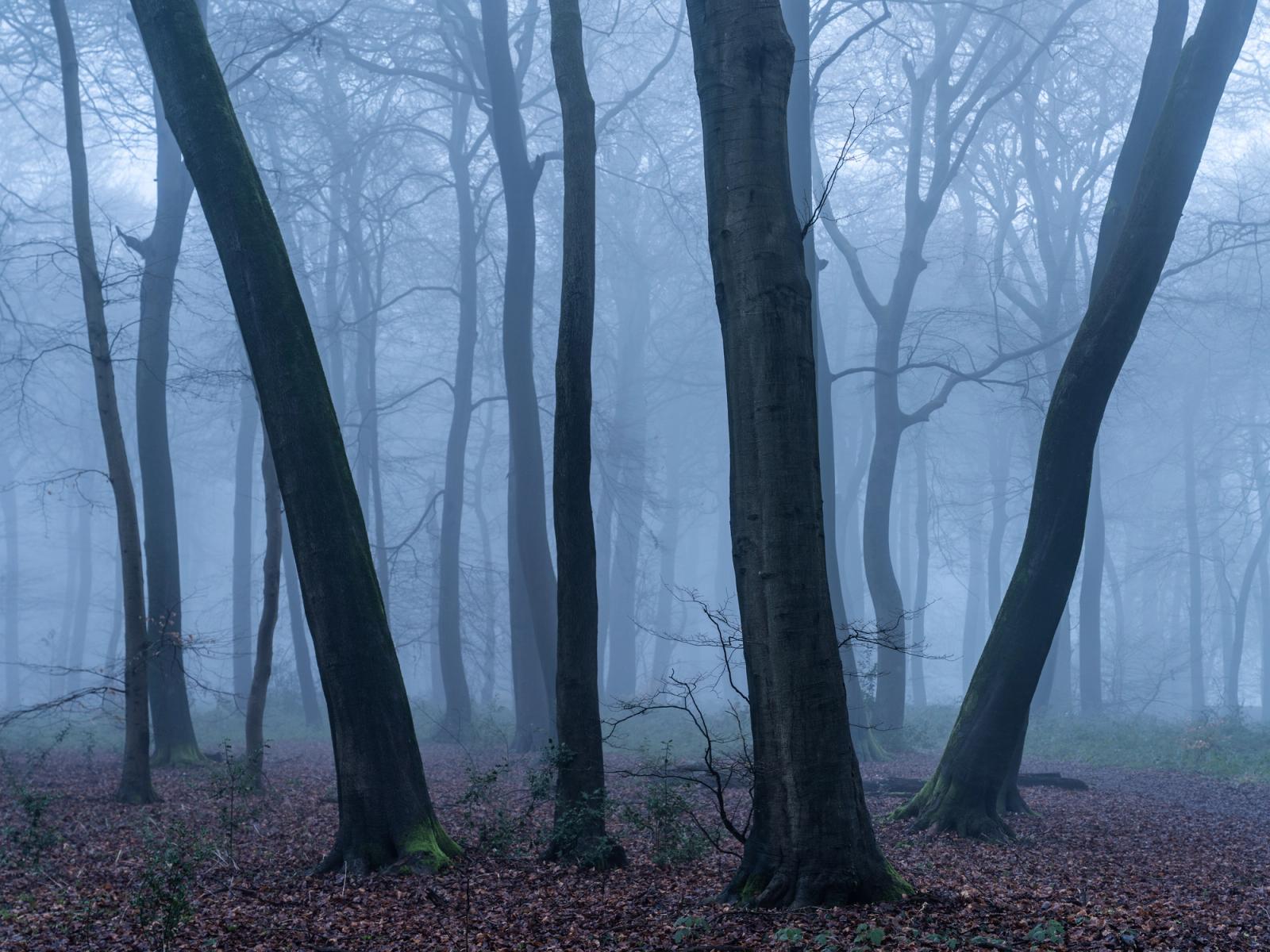 Bare beech trunks in the Chilterns recede into dense winter fog, the cool blue cast of early morning diffusing all distance into soft tonal layers. The diagonal lean of the foreground trees animates an otherwise still interior, drawing the eye through successive planes of diminishing detail. Fallen leaf litter and moss-stained bark anchor the composition at ground level.