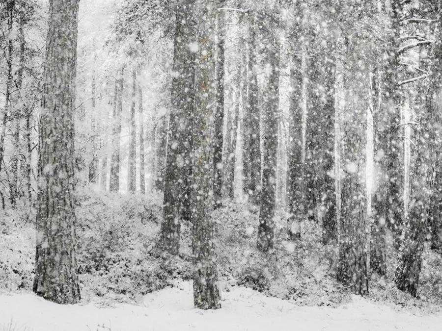 Heavy snowfall reduces a mixed conifer and broadleaf woodland to a near-monochrome arrangement of dark trunks and suspended flakes. The shallow snow cover on the ground and the density of falling snow suggest a sustained mid-afternoon storm. Diffuse overcast light flattens contrast and softens the mid-ground, lending the scene a quiet, compressed atmosphere.