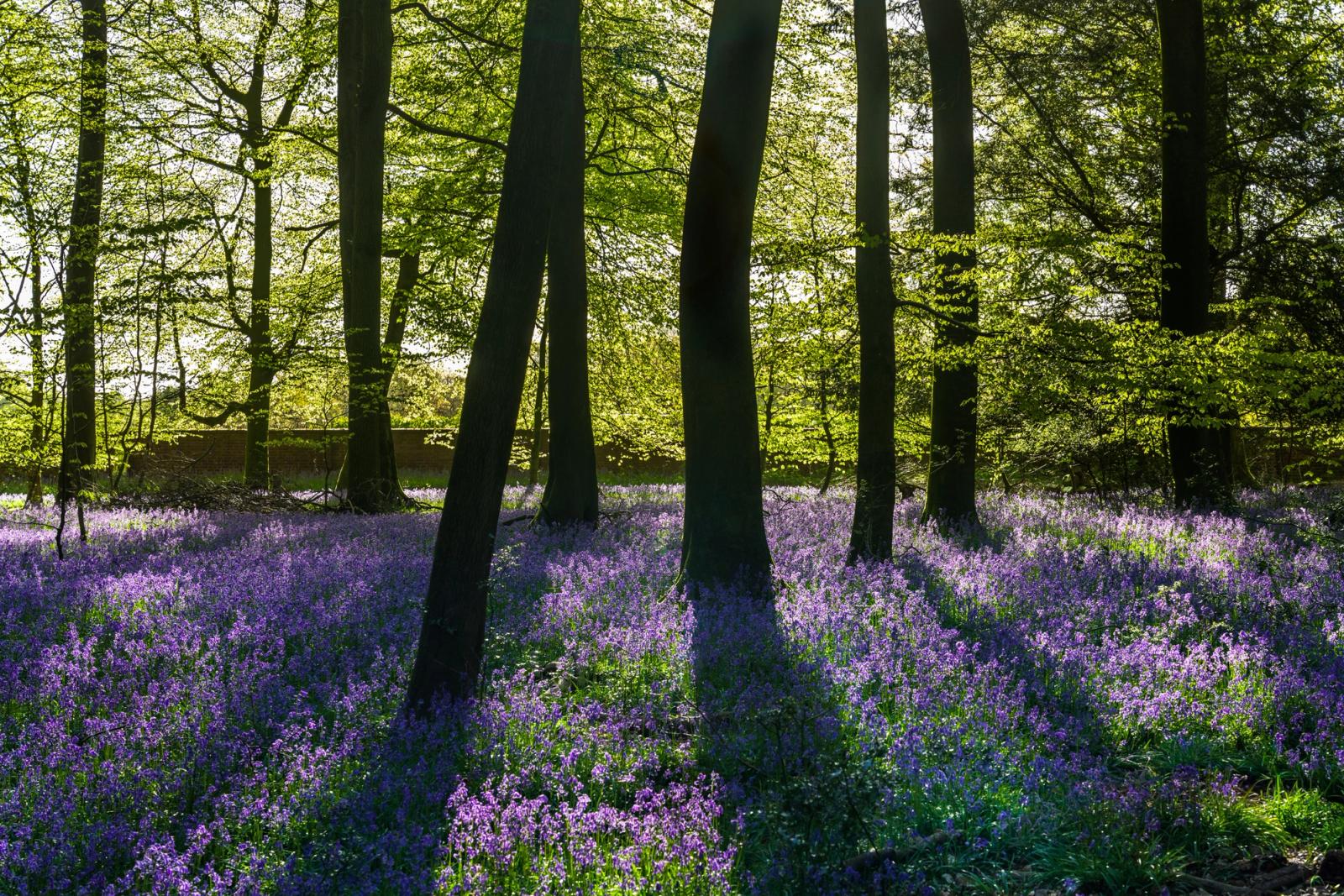 Backlit beech trunks rise from a dense carpet of native bluebells in full flower across a Chilterns woodland floor, the low early-morning sun igniting the fresh canopy from behind and casting the foreground into dappled contrast. The compression of the intimate focal length locks the viewer within the interior rather than surveying it from a distance. Captured at dawn in late April in Oxfordshire, the image holds the brief window when leaf emergence and bluebell peak coincide.