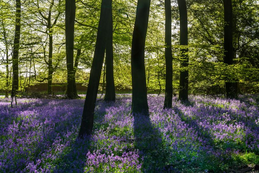 Backlit beech trunks rise from a dense carpet of native bluebells in full flower across a Chilterns woodland floor, the low early-morning sun igniting the fresh canopy from behind and casting the foreground into dappled contrast. The compression of the intimate focal length locks the viewer within the interior rather than surveying it from a distance. Captured at dawn in late April in Oxfordshire, the image holds the brief window when leaf emergence and bluebell peak coincide.