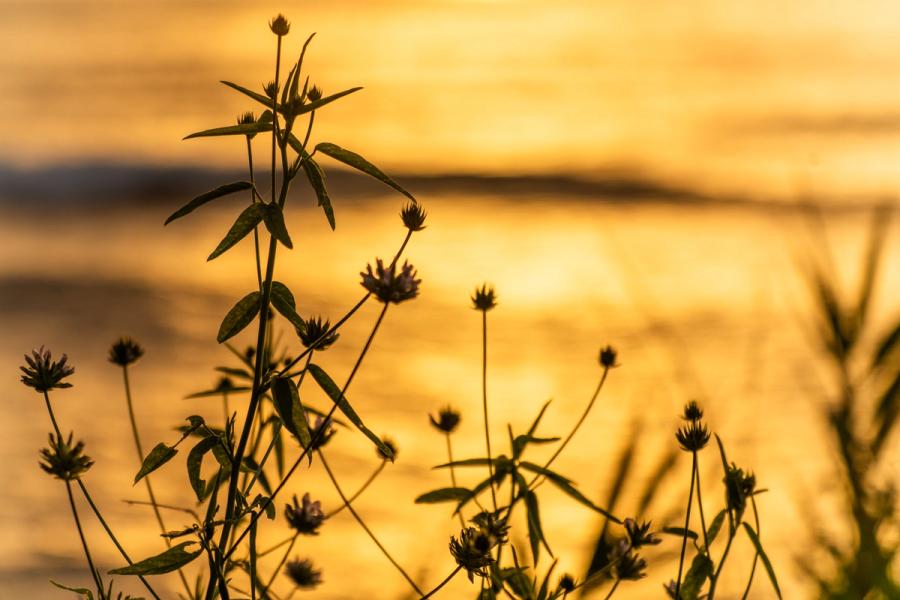 Clover-like wildflowers and slender-stemmed plants are held against the broad burnished reflection of a low sun on calm water. The shallow depth of field keeps the botanical forms semi-silhouetted, the background reduced to warm luminous wash. A distant low landmass anchors the horizon without interrupting the stillness.