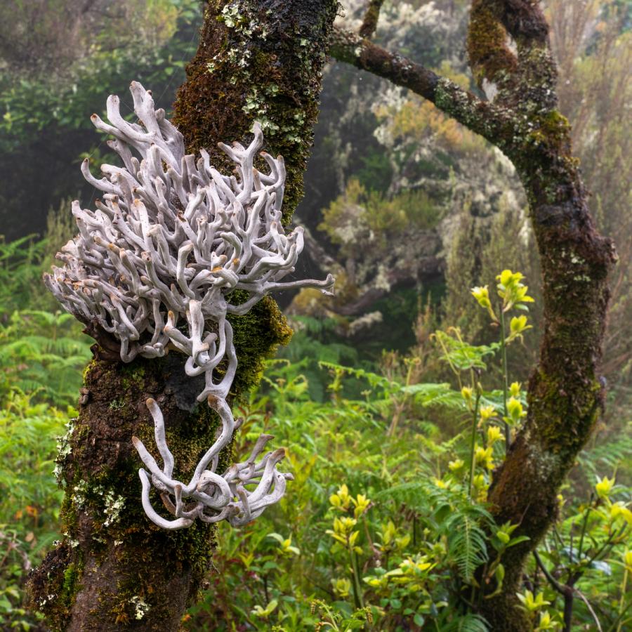 A dense colony of fruticose lichen â likely a Sticta or Cladia species â erupts from a moss-covered trunk in a humid montane forest. The branching white thalli read almost skeletal against the dark bark, their intricate architecture sharpened by the flat, diffuse light of an overcast morning. A second, smaller cluster lower on the trunk anchors the composition and extends the eye downward.