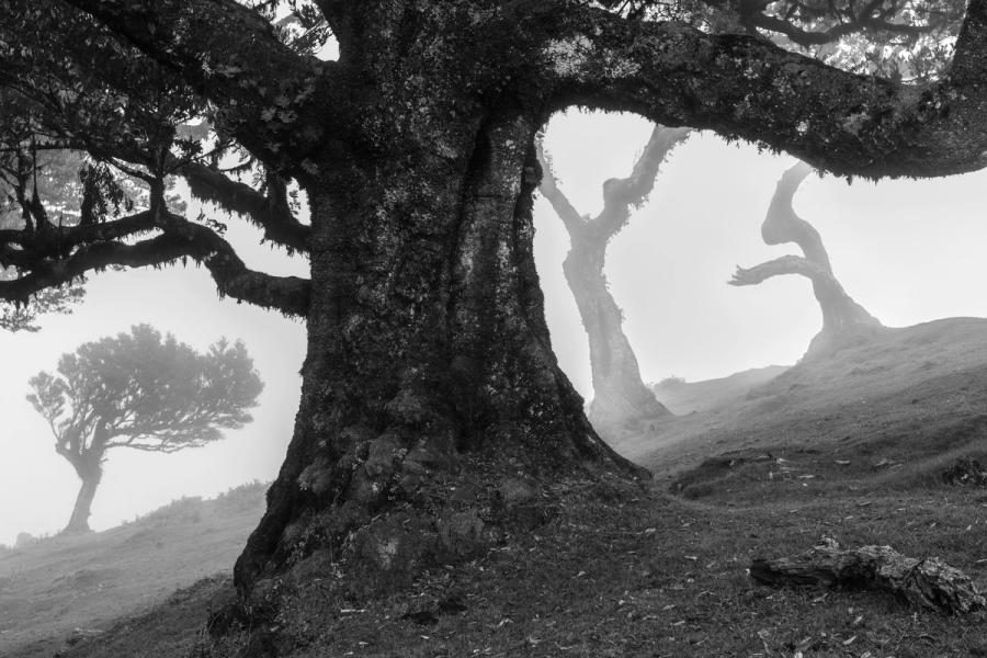 A massive moss-encrusted laurisilva trunk dominates the foreground while a contorted dead tree and fog-shrouded companions recede across the hillside. The mist compresses depth and isolates each form, lending the scene a quality closer to myth than landscape. Fanal plateau, Madeira, May.