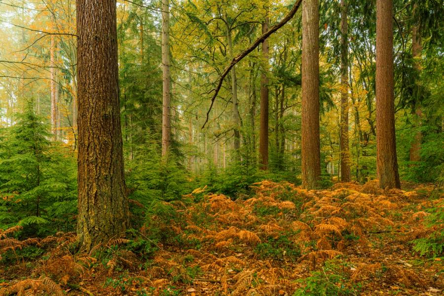 A mixed woodland floor in the Chilterns, Oxfordshire, carpeted in rust-coloured bracken receding between tall conifer and broadleaf trunks in mid-autumn. Soft diffuse light under overcast skies flattens contrast and allows the warm tones of the dying fern to hold against the deep evergreen understorey. The composition lacks a resolved focal point but records the transitional character of the season faithfully.