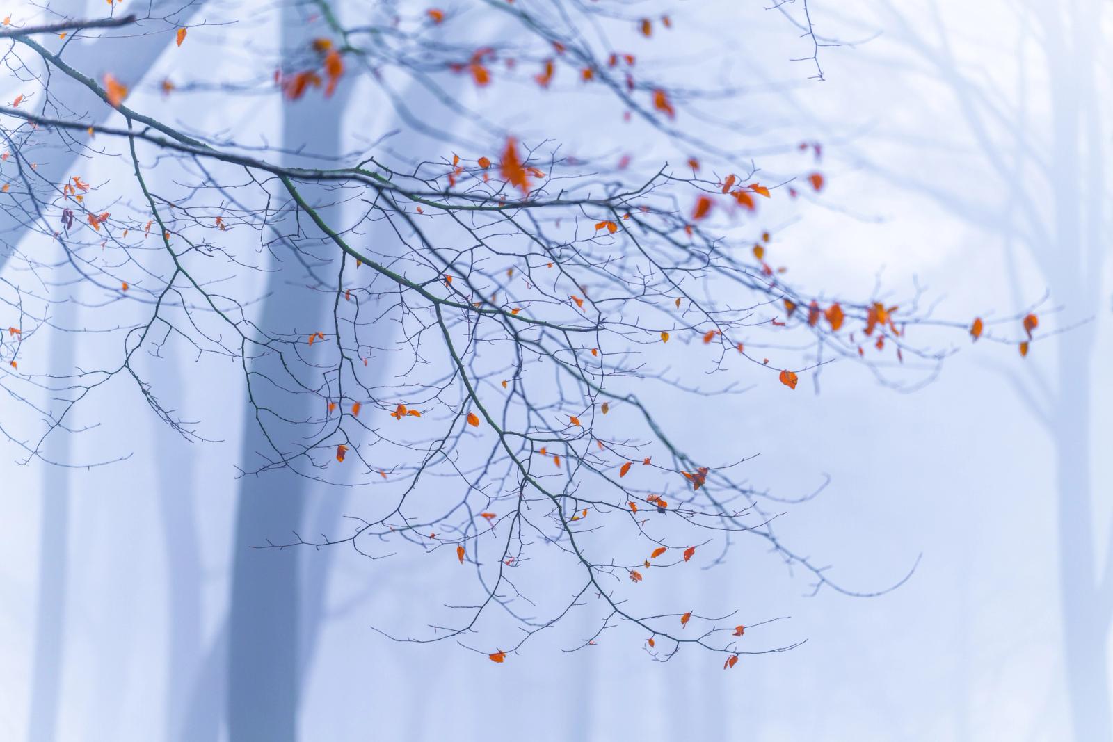 A beech branch clings to its final rust-coloured leaves against a fog-filled interior of Chilterns woodland in Oxfordshire, the background reduced to pale vertical columns of unseen trunks. Captured in the blue-grey stillness of a January morning, the image draws tension from the contrast between the intricate tracery of bare twigs and the scattered warmth of unreleased autumn foliage.
