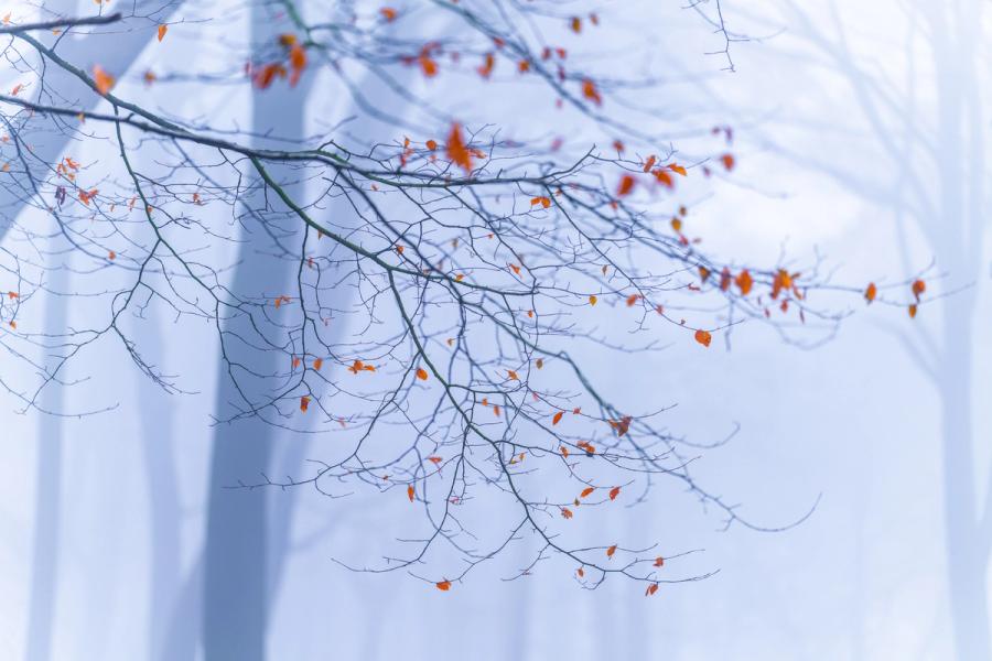 A beech branch clings to its final rust-coloured leaves against a fog-filled interior of Chilterns woodland in Oxfordshire, the background reduced to pale vertical columns of unseen trunks. Captured in the blue-grey stillness of a January morning, the image draws tension from the contrast between the intricate tracery of bare twigs and the scattered warmth of unreleased autumn foliage.