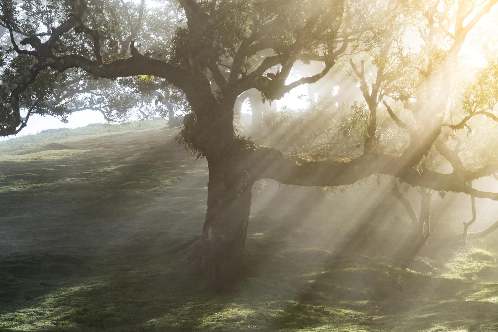 Crepuscular rays pierce morning mist through the ancient laurel canopy of Fanal, Madeira, casting radiating shafts across a moss-carpeted plateau. The gnarled, moss-draped trunk of a Til tree anchors the frame against the dissolving fog, its sweeping lateral branch cutting through the light. The quality of atmosphere and the tree's character are well-matched; the slight luminosity burn in the upper right sits just inside acceptable limits for competition.
