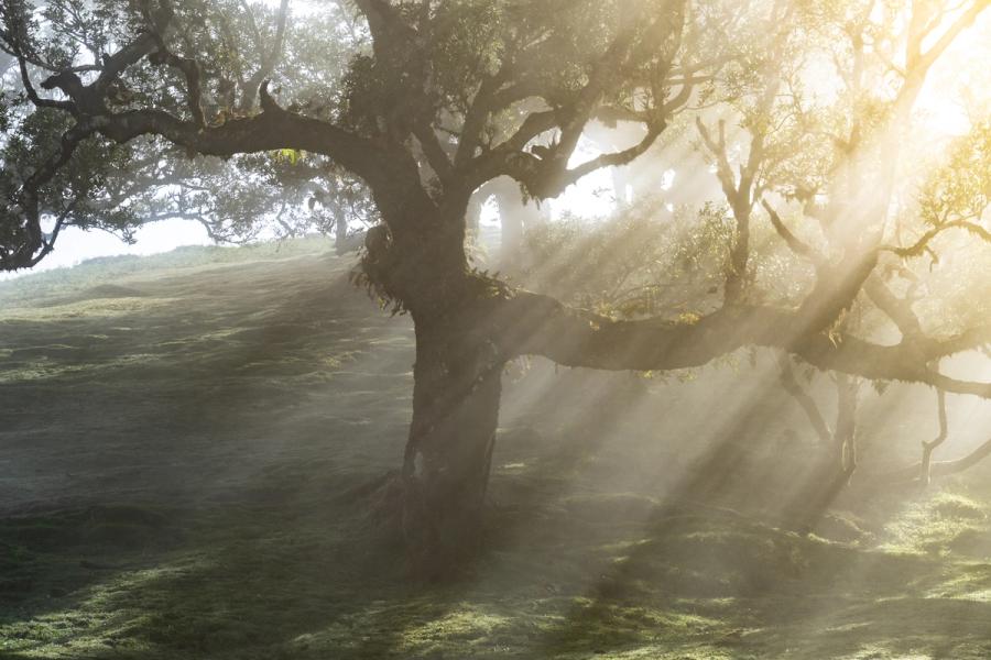 Crepuscular rays pierce morning mist through the ancient laurel canopy of Fanal, Madeira, casting radiating shafts across a moss-carpeted plateau. The gnarled, moss-draped trunk of a Til tree anchors the frame against the dissolving fog, its sweeping lateral branch cutting through the light. The quality of atmosphere and the tree's character are well-matched; the slight luminosity burn in the upper right sits just inside acceptable limits for competition.