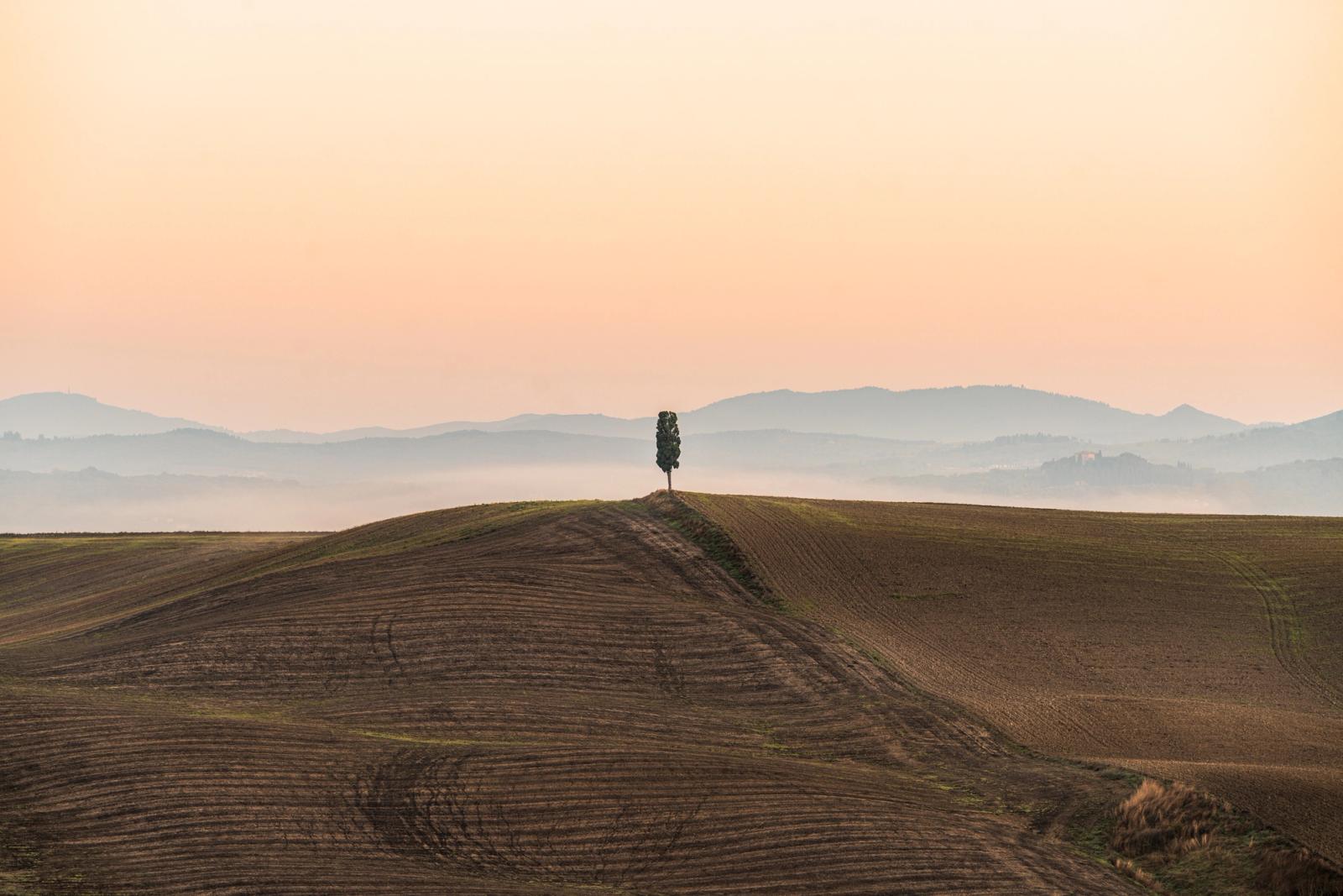 A solitary cypress stands on the crest of a ploughed hill, silhouetted against layered valley mist and a pale apricot sky. Receding ridgelines dissolve into the haze, compressing the middle distance into a sequence of tonal planes. The furrow lines of the foreground field draw the eye upward to the single vertical form at the skyline.