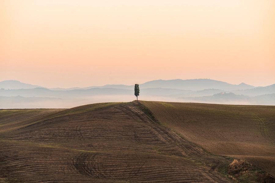 A solitary cypress stands on the crest of a ploughed hill, silhouetted against layered valley mist and a pale apricot sky. Receding ridgelines dissolve into the haze, compressing the middle distance into a sequence of tonal planes. The furrow lines of the foreground field draw the eye upward to the single vertical form at the skyline.