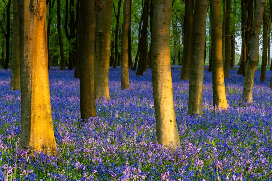 A carpet of native bluebells covers the woodland floor beneath mature beech trees at Badbury Clump near Faringdon, Oxfordshire, their lower trunks catching warm early-morning sidelight. The raking dawn illumination separates the amber bark from the cool violet-blue ground layer, compressing the wood into a rhythmic pattern of verticals. Captured in late April at peak bluebell flowering.