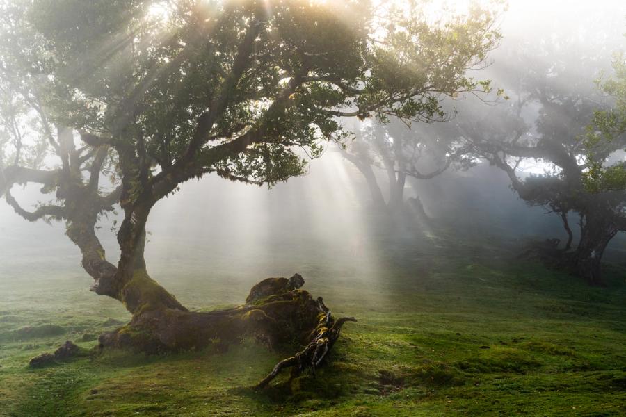 Crepuscular rays filter through ancient laurel trees in the Fanal forest, Madeira, as morning mist lingers at altitude. The gnarled, moss-covered roots of a veteran tree occupy the foreground, while successive layers of fog dissolve the background into near-abstraction. The quality of light and the sculptural character of the subject combine to produce an image of rare atmospheric coherence.