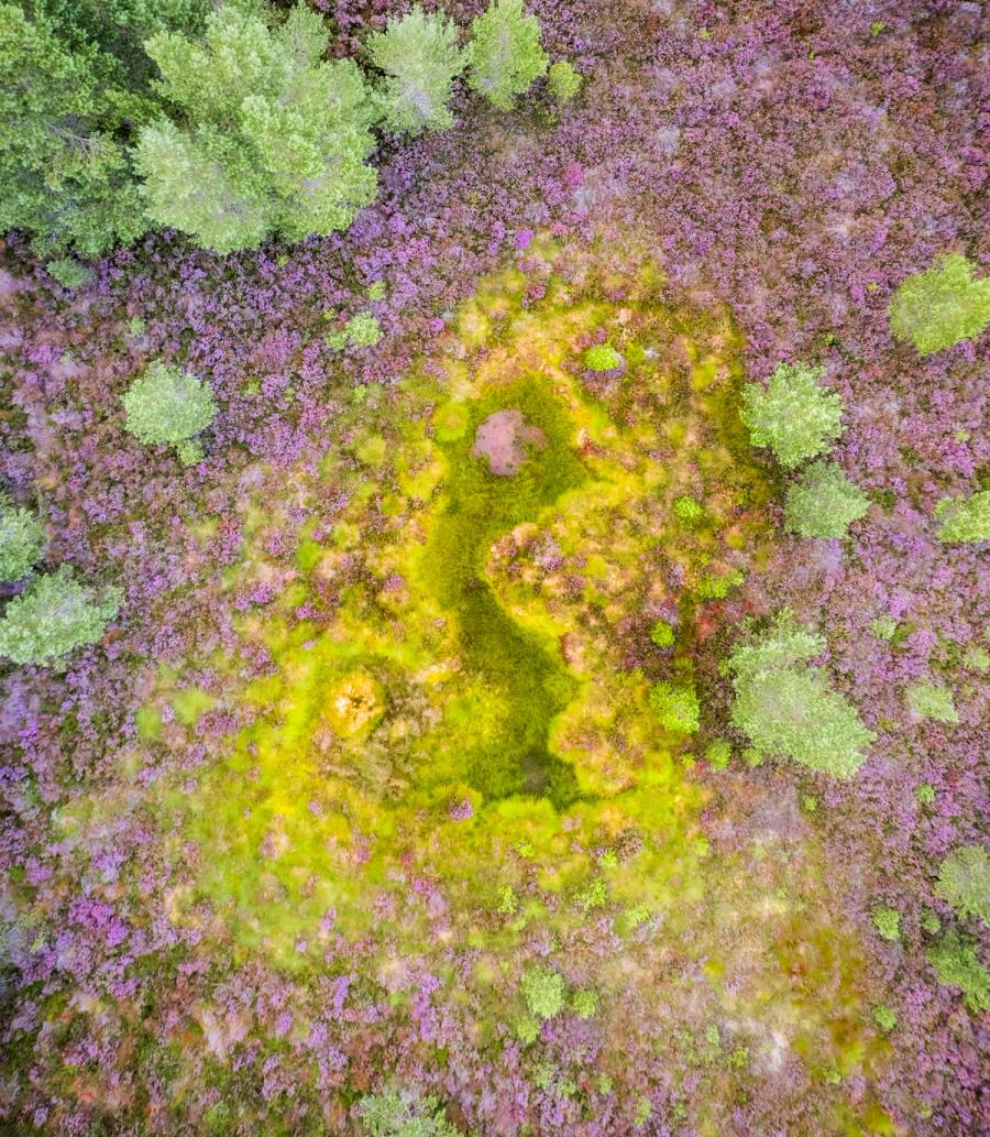 A sphagnum-filled bog pool interrupts a broad sweep of flowering heather on the Cairngorms moorland, seen from directly overhead in late summer. The acid-yellow mosses form an irregular void at the centre, surrounded by the purple of Calluna in full bloom and scattered birch scrub. The nadir perspective reduces the scene to colour and texture, suppressing all horizon and scale.