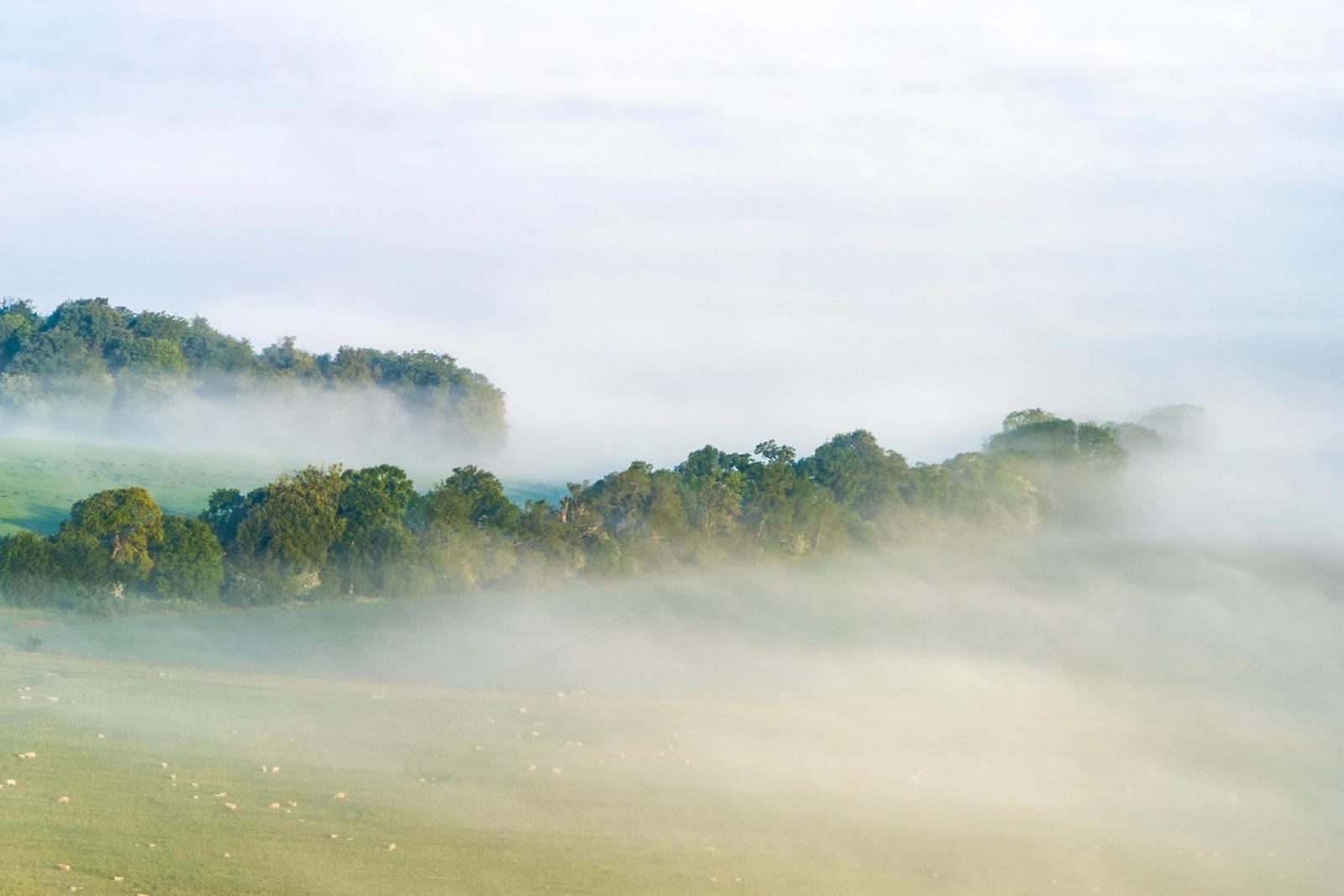 A band of valley fog pools across chalk downland near Henley-on-Thames, half-submerging a treeline of mature oaks and reducing the grazing sheep below to pale flecks. Captured from altitude in early afternoon as a residual temperature inversion holds the mist low against the hill slope. The layering of fog, canopy and overcast sky compresses the scene into quiet horizontal planes.