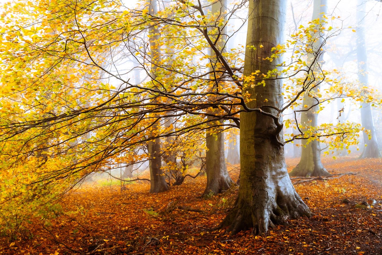 A veteran beech in the Chilterns, its branches arching low across a floor thick with fallen leaves, holds its last autumn colour against dense morning fog. The mist erases the woodland's depth, compressing the stand of smooth-barked trunks into a layered, near-monochromatic distance that contrasts with the warm amber and yellow of the foreground canopy. The composition centres on the tree's character â the knotted branch union and buttressed roots â rather than spectacle alone.