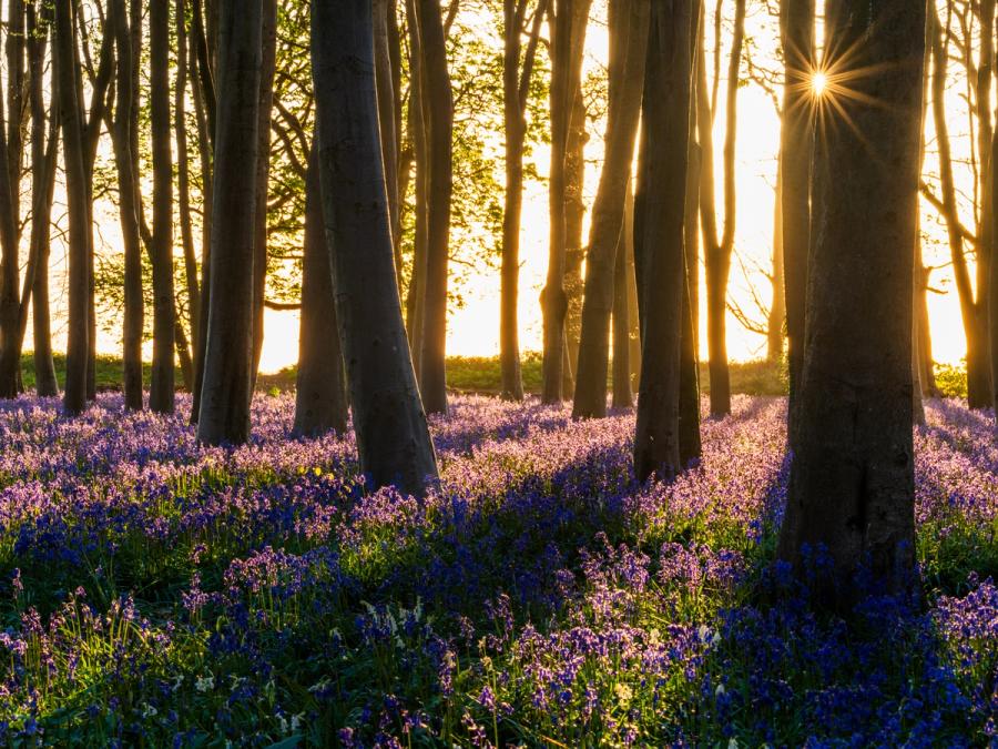 Sunrise in this beautiful beechwood creates magical light and shadows across the carpet of bluebells. Captured in Badbury Wood, Oxfordshire.