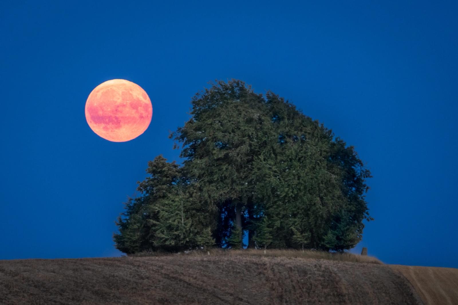 A full moon, deeply orange from atmospheric refraction, rises beside a dense hilltop copse during the blue hour of an August evening. The cluster of mixed broadleaf and conifer trees sits on a bare harvested hillside, its dark silhouette balanced against the moon's disc. The compression of a long focal length draws the two elements into close conversation without merging them.