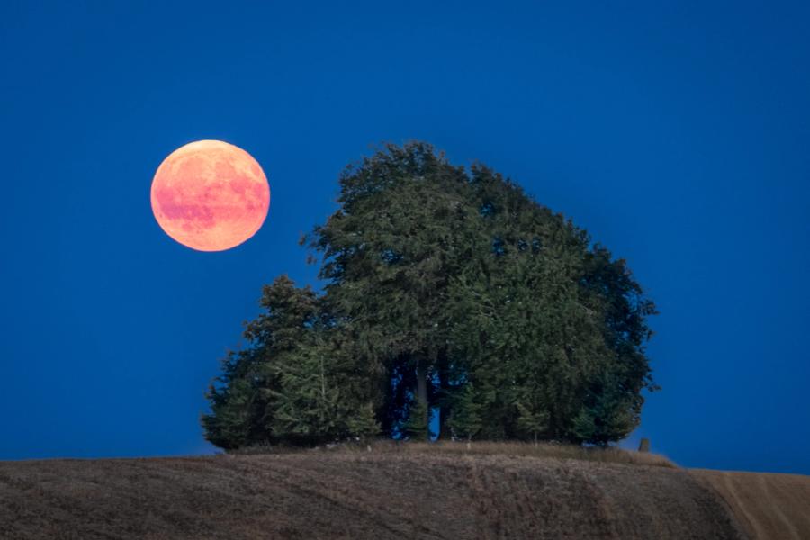 A full moon, deeply orange from atmospheric refraction, rises beside a dense hilltop copse during the blue hour of an August evening. The cluster of mixed broadleaf and conifer trees sits on a bare harvested hillside, its dark silhouette balanced against the moon's disc. The compression of a long focal length draws the two elements into close conversation without merging them.