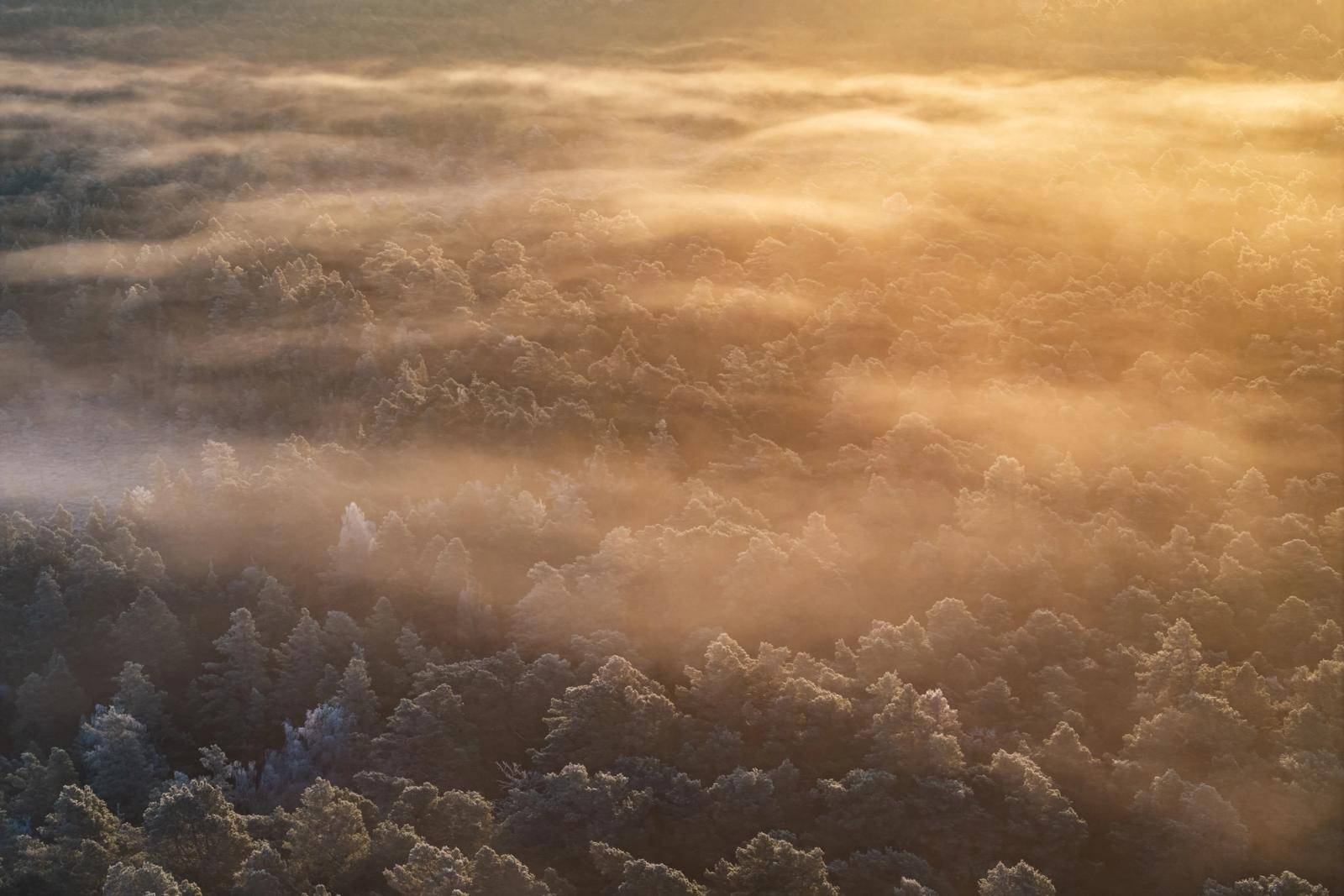 A temperature inversion settles over frost-laden pinewoods in the Cairngorms on Christmas morning, the rising sun dissolving the mist into horizontal bands of amber light. Hoarfrost rims every canopy, softening the distinction between cloud and tree until the forest becomes almost oceanic. Shot from altitude, the image strips the scene to atmosphere and pattern alone.