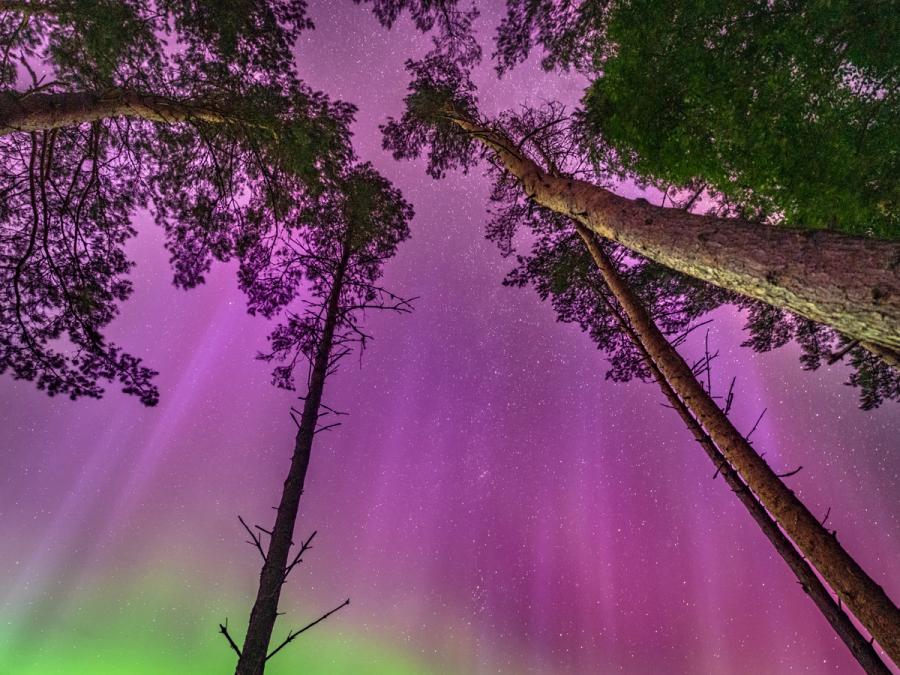The aurors borealis (northern lights) that glowed in the skies of August 2024 was a spectacle I will not forget. You could see the pillars of light dancing in the sky with the naked eye - and on the camera the colours truly came to life. I enjoyed capturing it through some tall scots pine trees, a wonderful palette of colour. 