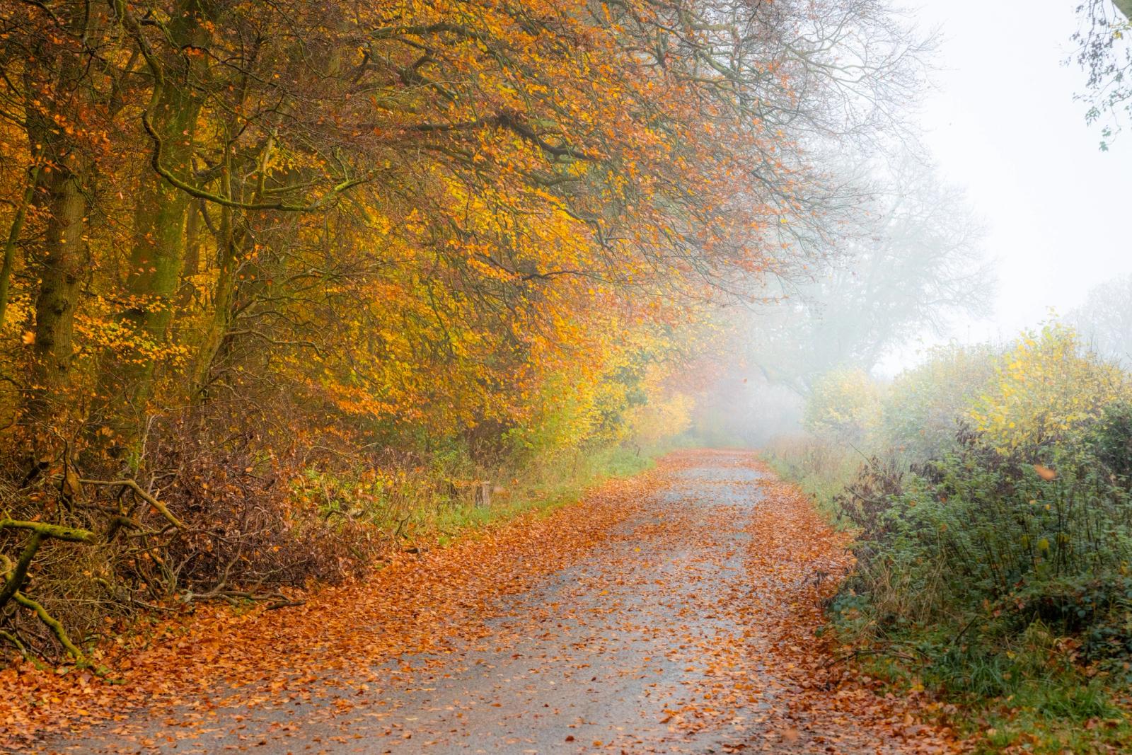 A narrow lane in the Chilterns, Oxfordshire, disappears into autumn mist, flanked by beech trees still holding amber and ochre foliage. Fallen leaves carpet the tarmac and verges, compressing the season into a single plane of warm colour against the grey-white diffusion ahead. The asymmetry of dense woodland left and open hedgerow right gives the composition an unresolved quality that suits the mood.