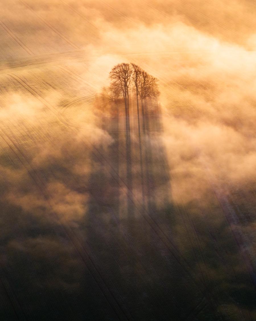 A small cluster of bare winter trees emerges from a ground inversion above ploughed arable fields at Brightwell Barrow, the low ridge near the Wittenham Clumps in Oxfordshire. Backlit by low January dawn light, the trunks and branches cast long shadow sun beams through the dispersing fog onto the field below, reducing the landscape to a near-abstract study in amber and dark earth. The aerial perspective compresses field tramlines and fog layers into a single coherent plane, isolating the trees as the sole vertical anchor.