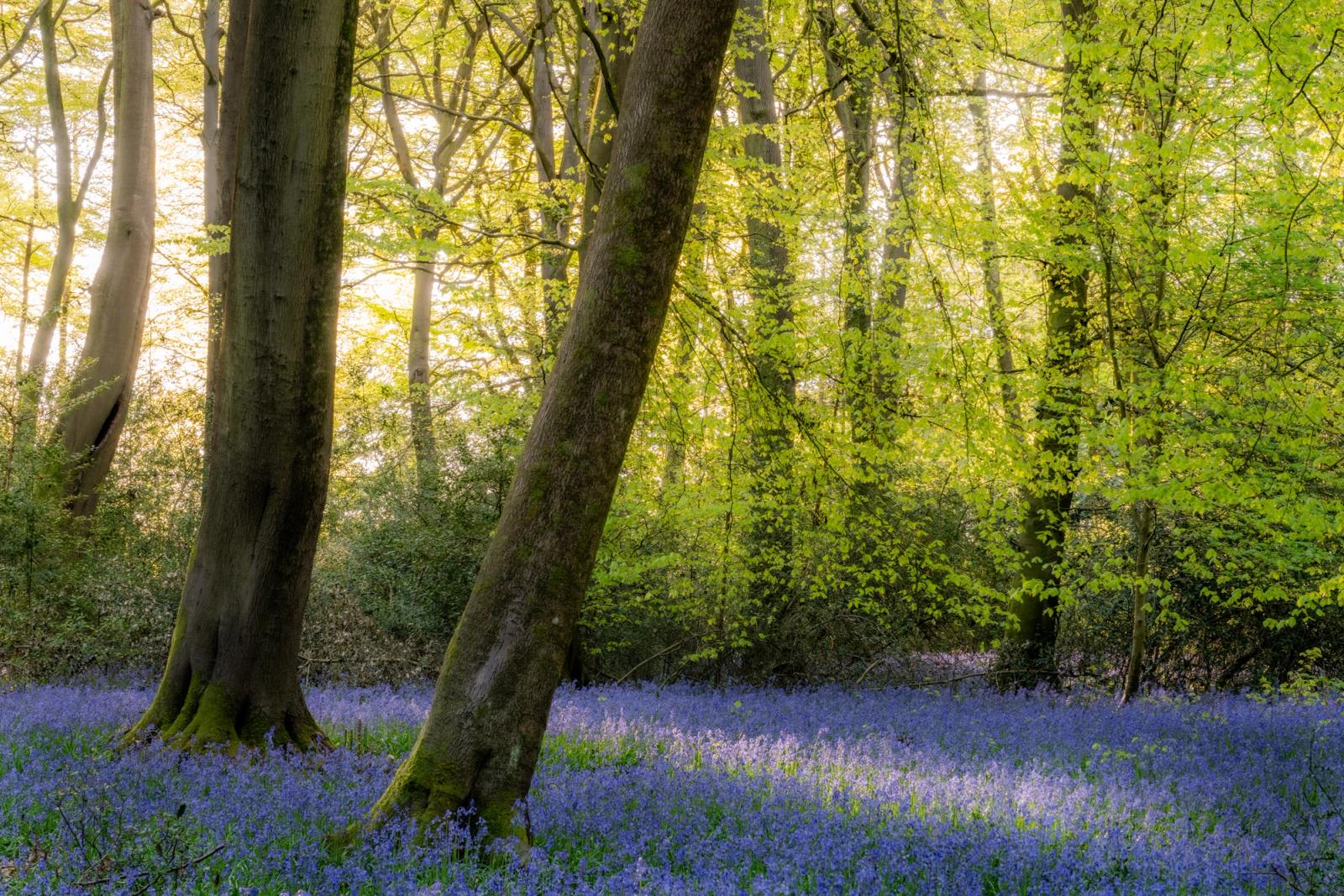 A dense carpet of bluebells spreads beneath the smooth grey trunks of beech trees in the Chilterns, Oxfordshire, caught here in fresh spring leaf. Early morning sidelight filters through the canopy, separating trunk forms from the luminous yellow-green foliage behind. The pairing of blue ground and backlit green canopy gives the composition its quiet tension.