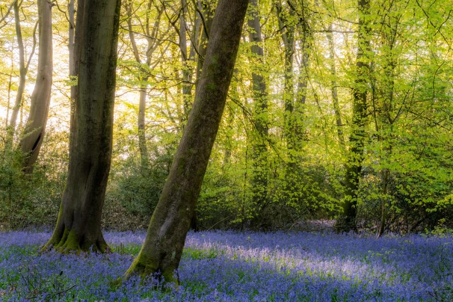 A dense carpet of bluebells spreads beneath the smooth grey trunks of beech trees in the Chilterns, Oxfordshire, caught here in fresh spring leaf. Early morning sidelight filters through the canopy, separating trunk forms from the luminous yellow-green foliage behind. The pairing of blue ground and backlit green canopy gives the composition its quiet tension.