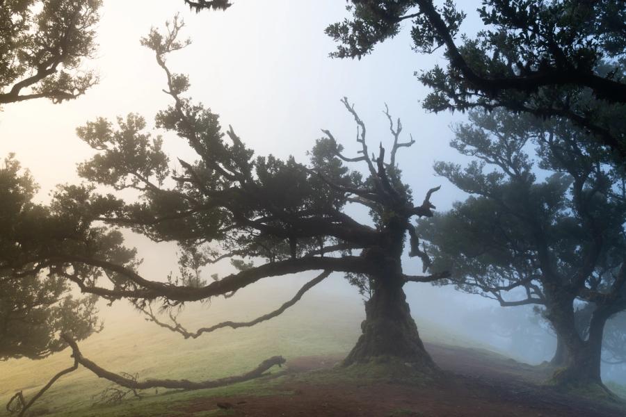 A monumental laurisilva tree spreads its wind-tortured limbs into dawn mist, its gnarled silhouette suspended between warm backlight and cold blue fog. The fallen branch arcing to the ground echoes the age and weight of the tree, while receding forms dissolve into the vapour behind. The scene carries the atmosphere of Fanal, Madeira's ancient laurel forest.