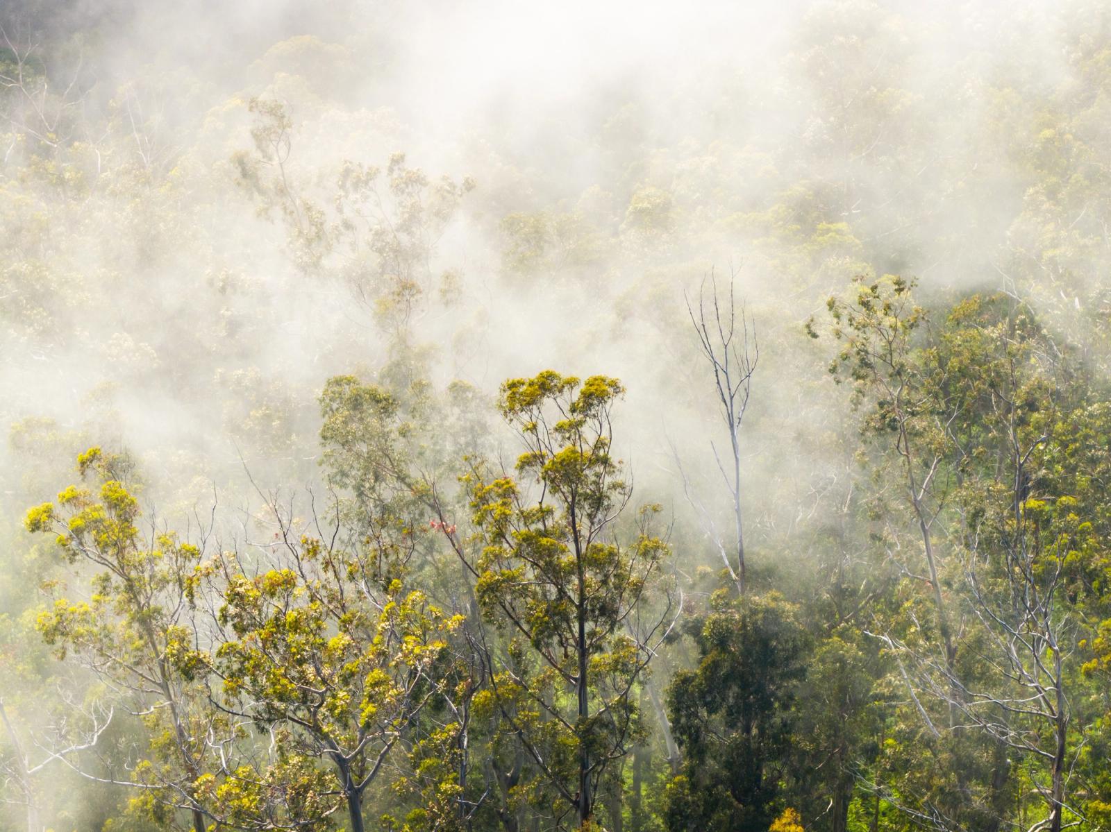 Morning fog moves through eucalyptus woodland on the slopes above Canhas, Madeira, softening the canopy into successive planes of green and white. The aerial perspective flattens depth, turning the mist into a graphic field that isolates individual crowns and bare snags. A small flash of red blossom near centre provides the single note of colour in an otherwise subdued palette.
