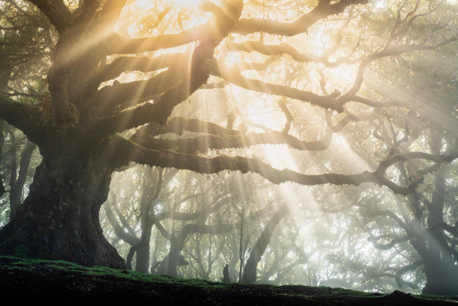 Crepuscular rays penetrate fog between the sprawling limbs of old-growth laurisilva trees, most likely within the laurel forest of Garajonay or Fanal, Madeira. A solitary figure stands at the forest floor, lending scale to the cathedral-like spread of the dominant trunk. The mist acts as a scattering medium, rendering each beam distinct against the dark understory.