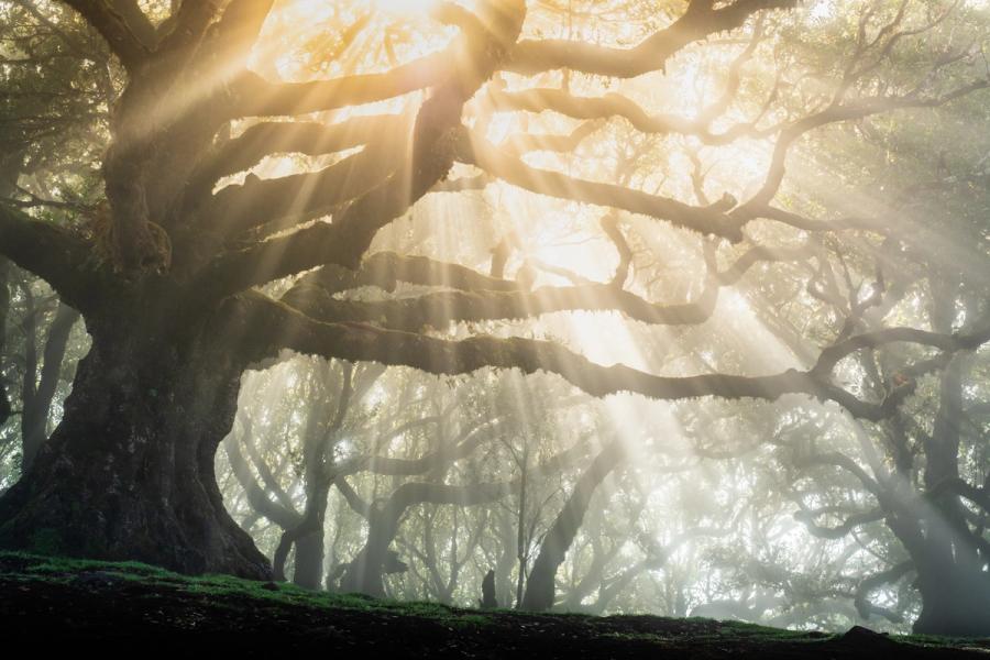 Crepuscular rays penetrate fog between the sprawling limbs of old-growth laurisilva trees, most likely within the laurel forest of Garajonay or Fanal, Madeira. A solitary figure stands at the forest floor, lending scale to the cathedral-like spread of the dominant trunk. The mist acts as a scattering medium, rendering each beam distinct against the dark understory.