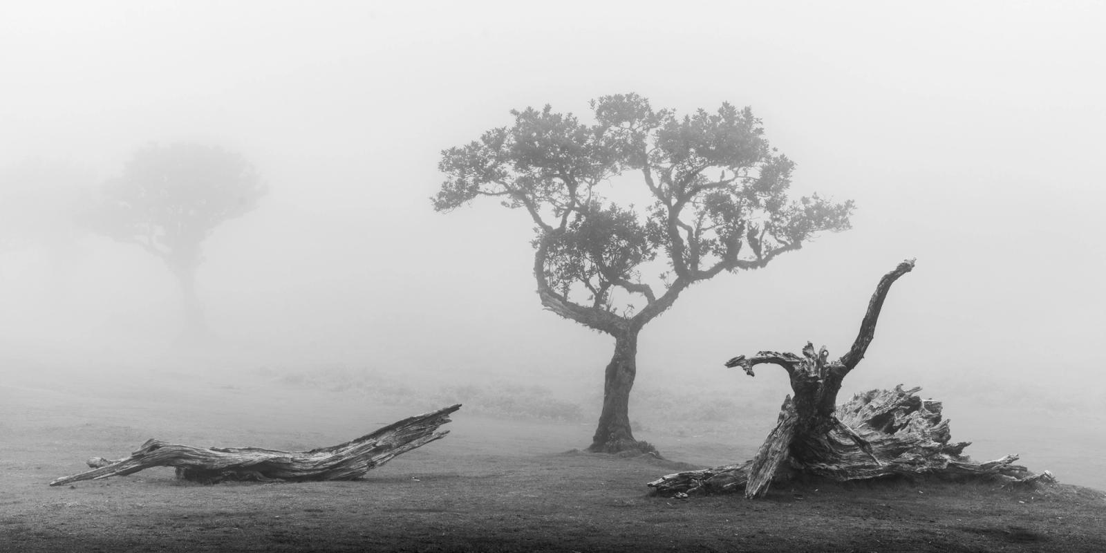 A lone laurisilva tree emerges from dense fog in the ancient laurel forest of Fanal, Madeira, flanked by two fallen and heavily weathered trunks. The ghost of a second tree recedes into the mist behind, compressing the scene into a single tonal plane. The panoramic frame and monochrome conversion heighten the stillness and geological age of the forest floor.