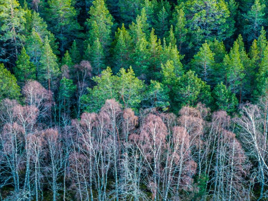 A band of bare-stemmed birches, their crowns rusted brown and withered, cuts horizontally across the lower frame, contrasting sharply with the vigorous spring growth of Scots pine rising behind them in the Cairngorms. The aerial compression flattens the forest into near-graphic layers, making the die-off legible as a single coherent mass rather than scattered individuals. The cool palette and lack of sky anchor the image firmly in the forest interior.