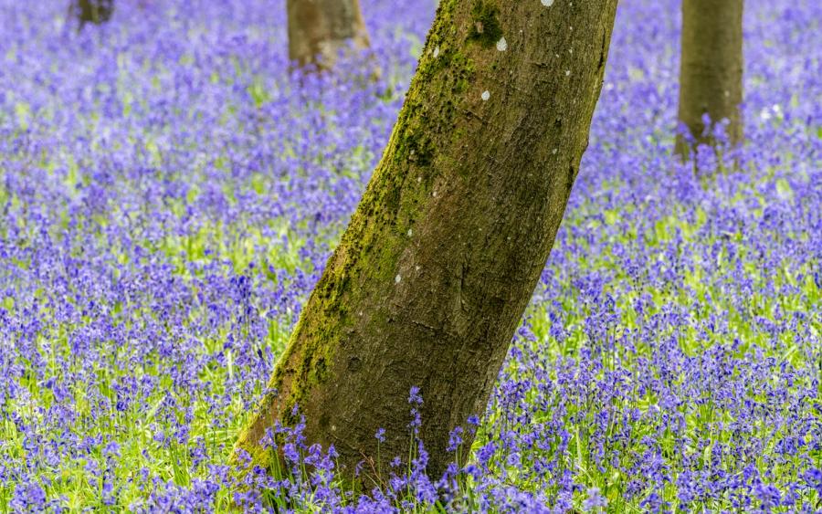 A moss-covered trunk rises from a dense carpet of native bluebells on the woodland floor at Badbury Clump near Faringdon, Oxfordshire. The leaning angle of the tree provides a quiet diagonal against the near-uniform violet ground cover. Soft, diffuse light suggests an overcast spring morning, muting contrast across the scene.