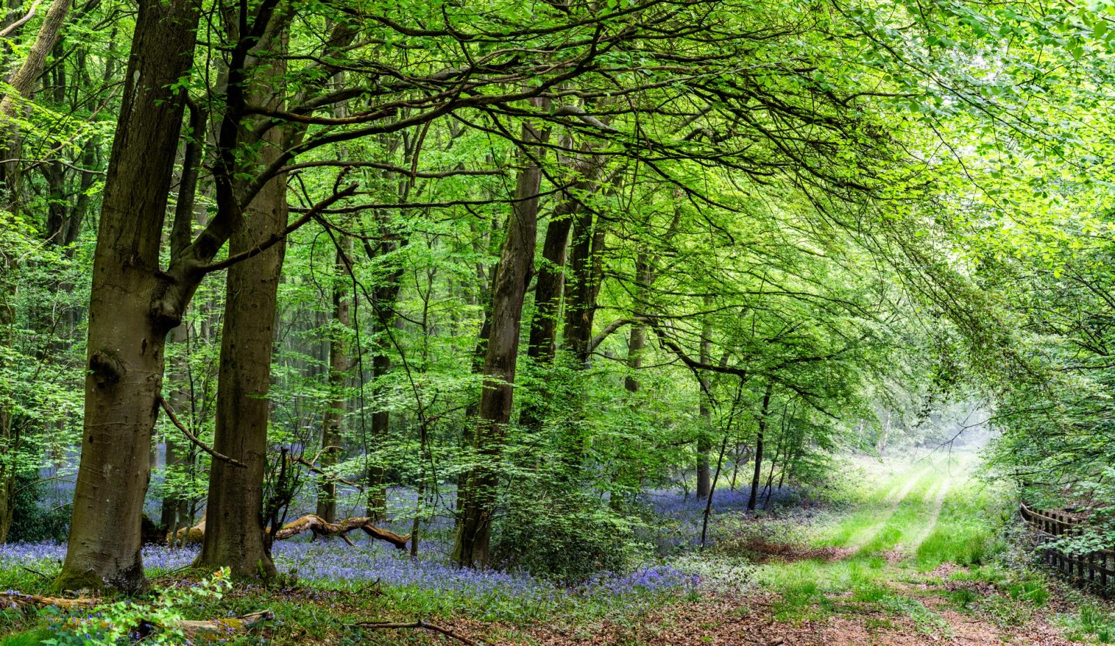 A winding woodland path in Micheldever Wood, Hampshire, borders a bluebell floor beneath freshly leafed beech canopy, the far end of the track dissolving into soft spring mist. The panoramic framing contains both the dense interior wood and the boundary fence, giving the composition two competing focal pulls. Light is diffuse and even, catching the translucent new foliage without producing the directional drama the scene might otherwise offer.
