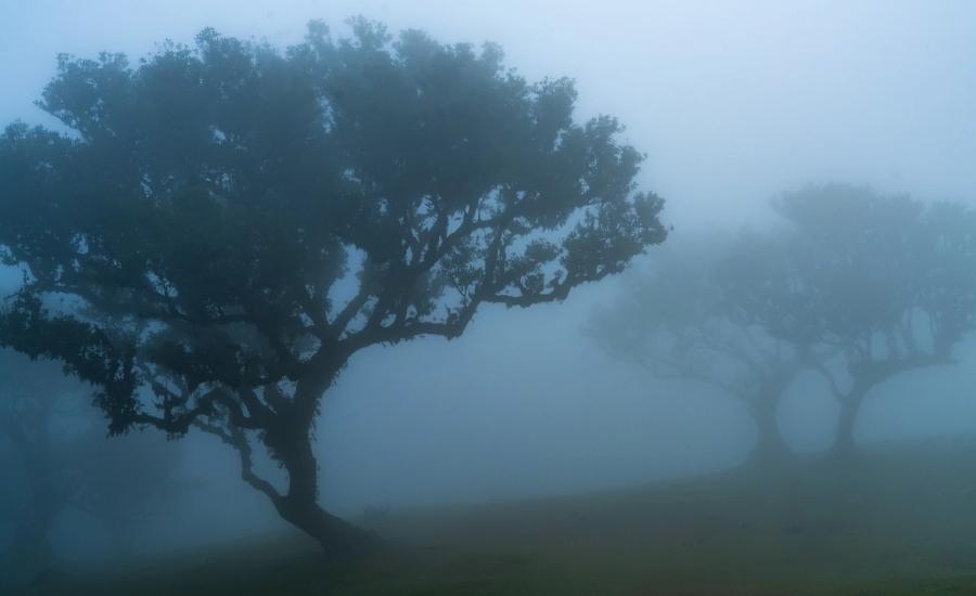 Wind-shaped laurisilva trees dissolve into dense fog at dusk, the foreground specimen leaning as though still pressed by the trade winds that sculpted it. The receding second tree anchors the depth without crowding the composition. Blue-cast residual light gives the scene its characteristic cold stillness.