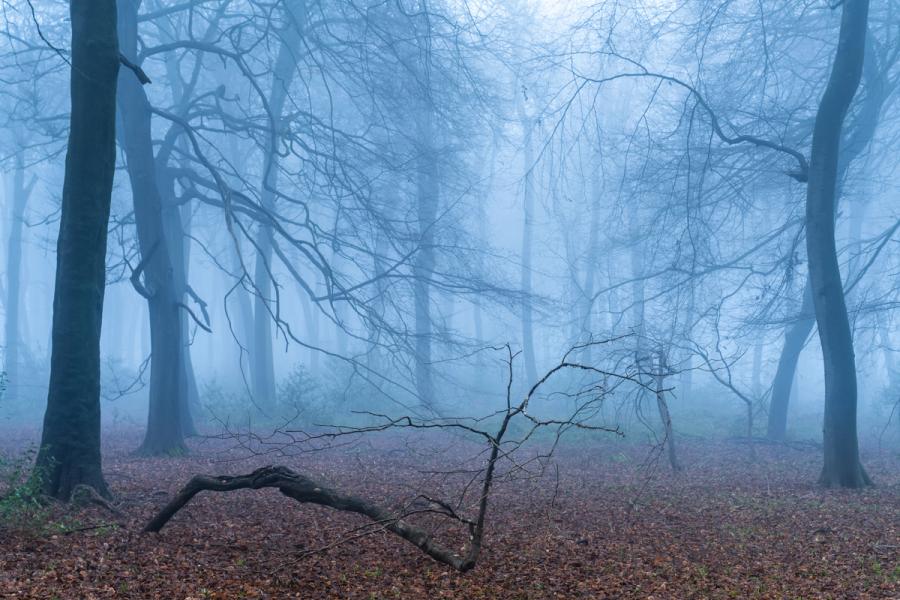 A fallen branch lies across a leaf-littered floor in a Chilterns beechwood as dense winter fog reduces the surrounding trees to graduated silhouettes. The serpentine limb in the foreground provides a strong near-to-far anchor, drawing the eye into the pale, receding trunks beyond. The cool blue cast suggests early morning light diffused entirely by fog, with no direct sun penetrating the canopy.