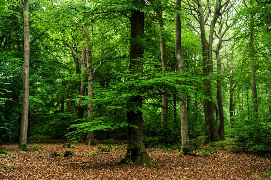 Mature beech woodland in the Chilterns, Oxfordshire, in full summer leaf, the canopy casting a diffuse green light across a floor deep in last autumn's mast husks. A young beech sapling rises beneath the dominant central trunk, its fresh foliage catching what little brightness filters through the overcast sky. The flat light flattens depth and reduces the scene's atmospheric potential.