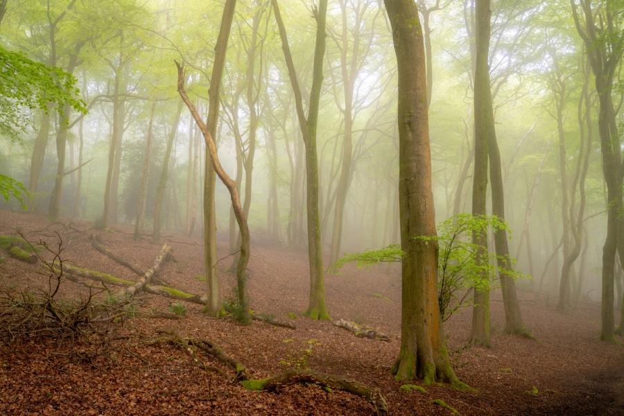 Mist softens the middle distance of a mature beech woodland in the Chilterns, Oxfordshire, in early May, when the canopy is just breaking into fresh leaf. Fallen timber and moss-covered roots anchor the foreground, while a young sapling at the base of the dominant trunk introduces a counterpoint of vivid green. The quiet diffusion of light through the fog creates a layered recession that draws the eye deep into the stand.