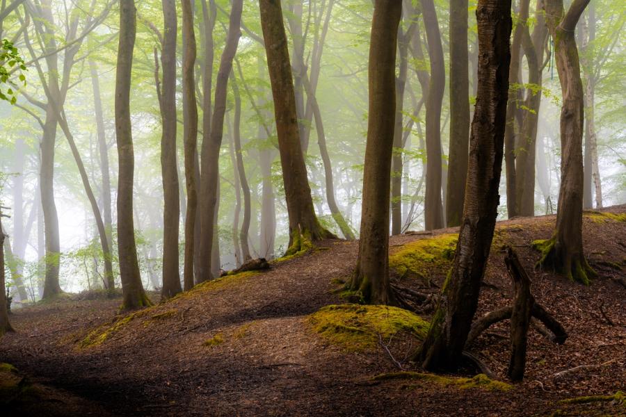 Mature beech woodland in the Chilterns, Oxfordshire, on a misty spring morning, the canopy just breaking into fresh leaf. Fog compresses the middle distance into pale layers of grey-green, while moss-covered root buttresses and exposed root systems anchor the foreground. The sloping floor and lateral spacing of the trunks create an unhurried recession through the stand.