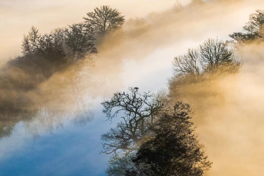 A cormorant spreads its wings from a bare oak standing in the River Thames near Wallingford, as a temperature inversion floods the valley with warm morning mist. The aerial perspective collapses foreground and distance into layered planes of silhouetted canopy and pale water, the bird providing a precise focal anchor within the abstraction. Captured at the spring equinox, when leafless trees retain enough transparency to hold the composition without closing it.