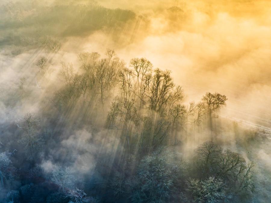Crepuscular rays penetrate a fog layer over bare-branched woodland near Abingdon-on-Thames, caught from altitude at first light on a frost-held March morning. The diagonal ridgeline of trees divides warm amber light above from cold blue shadow below, the mist acting as a screen on which the beams are made legible. An aerial vantage strips the scene to pure atmosphere and structure.